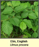 Elm, English