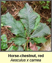 Horse-chestnut,red