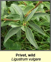 Privet,wild