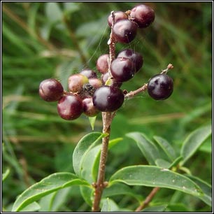 Wild Privet, Ligustrum vulgare