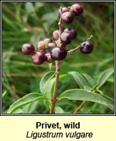 Privet,wild