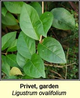 Privet,garden