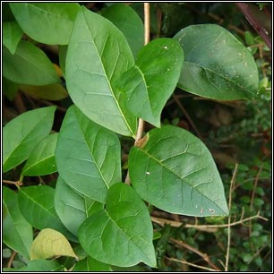 Garden Privet, Ligustrum ovalifolium