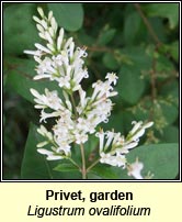 Privet,garden