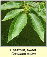 Chestnut, sweet