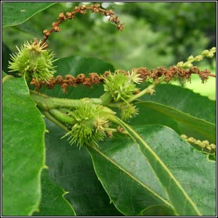 Sweet Chestnut, Castanea sativa