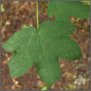 Field Maple