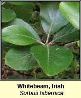 Whitebeam, Irish