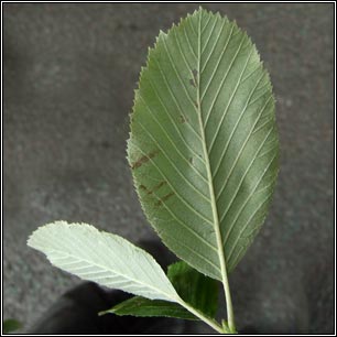 Irish Whitebeam, Sorbus hibernica