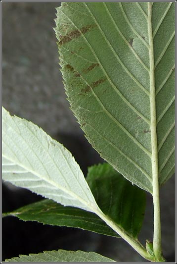 Irish Whitebeam, Sorbus hibernica