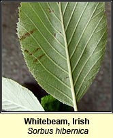 Whitebeam, Irish