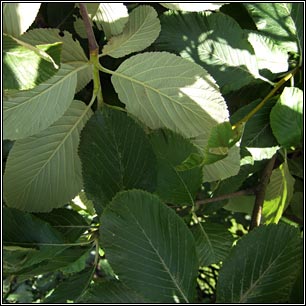 Whitebeam, Sorbus aria