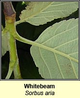 Whitebeam