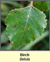 Birch