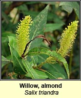 Willow, almond