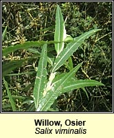 Willow, osier