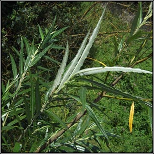 Osier, Salix viminalis