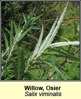 Willow, osier