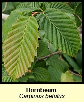 hornbeam