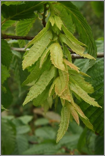 Hornbeam, Carpinus betulus