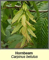 hornbeam