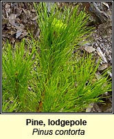 Pine, lodgepole