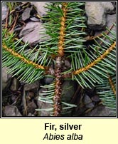 Fir, silver