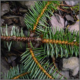 Silver Fir, Abies alba