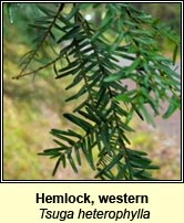 Hemlock, western