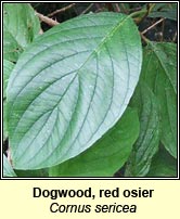 Dogwood, red osier