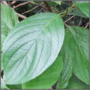 Red-osier Dogwood, Cornus sericea