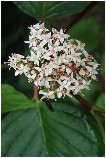 Red-osier Dogwood, Cornus sericea