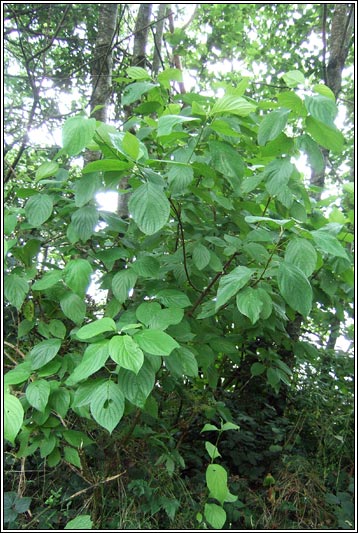 Red-osier Dogwood, Cornus sericea