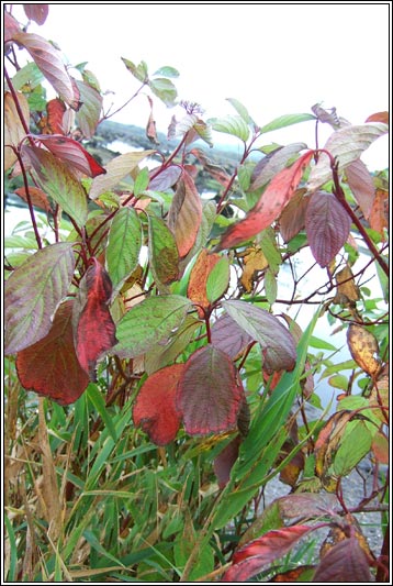 Red-osier Dogwood, Cornus sericea