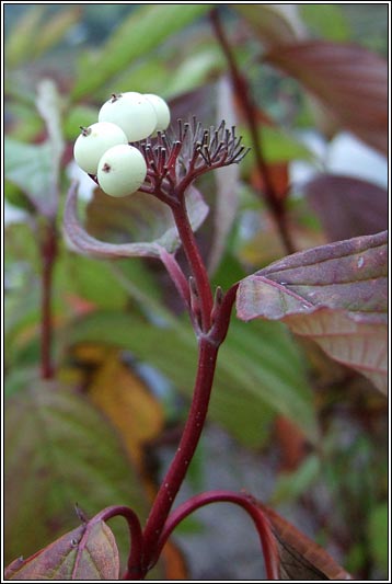 Red-osier Dogwood, Cornus sericea