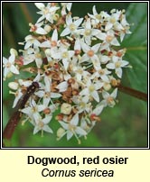 Dogwood, red osier