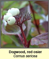 Dogwood, red osier