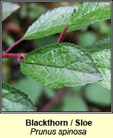 Blackthorn