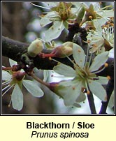 Blackthorn