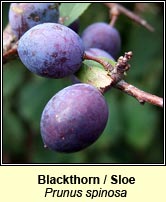 Blackthorn