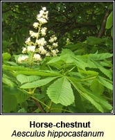 Horse-chestnut