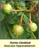 Horse-chestnut