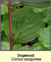 Dogwood