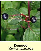 Dogwood