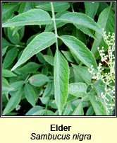 Elder (Trom)