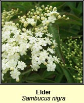 Elder (Trom)